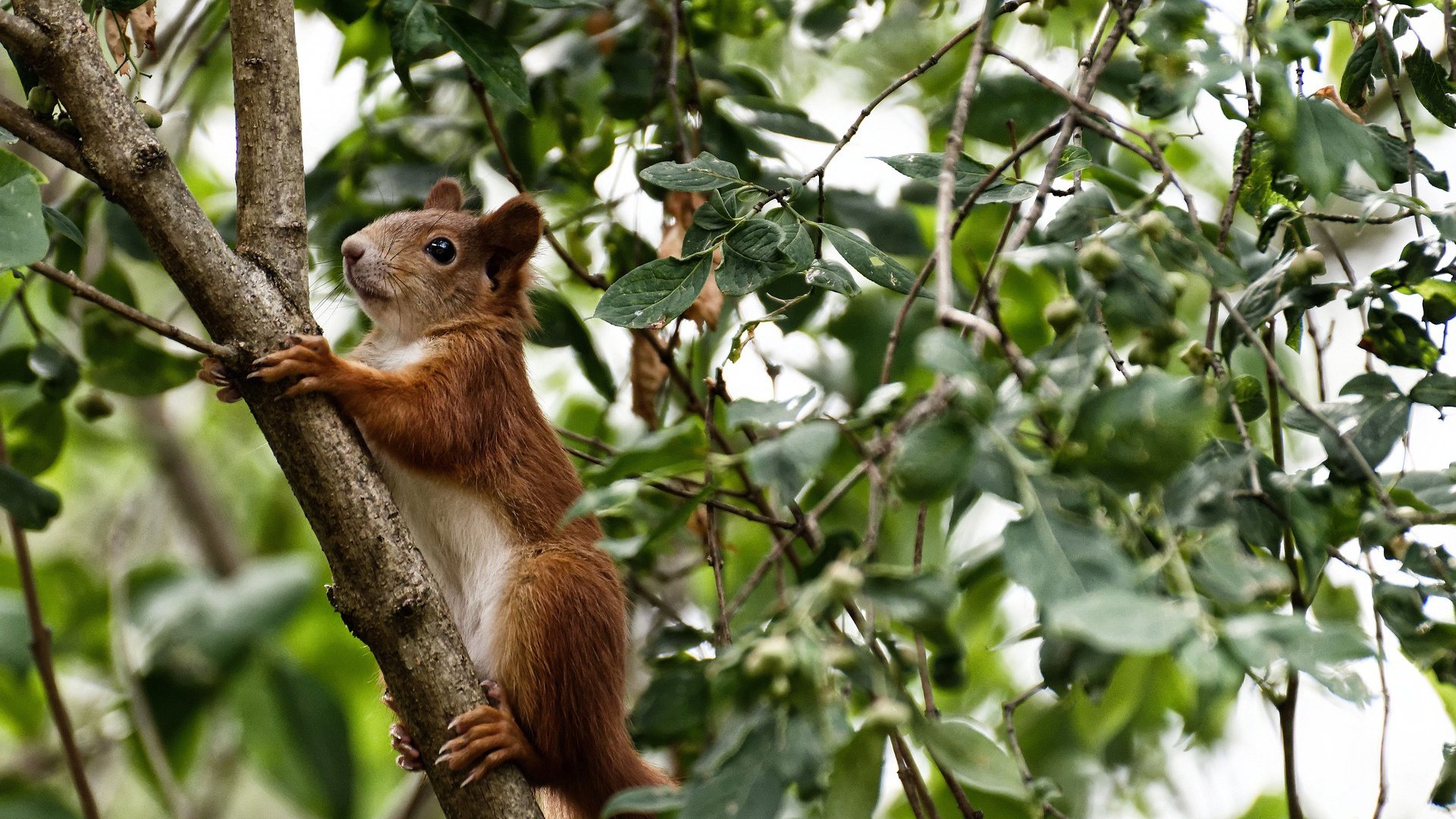 当午夜钟声敲响，福克斯撕裂排名天梯的一夜