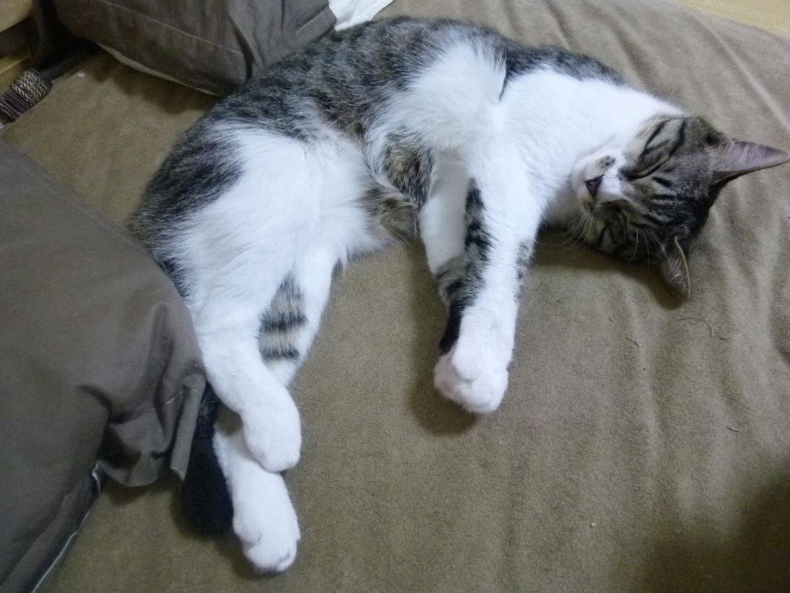 当新疆寒夜遇上费城之子,假设恩比德空降CBA的完美终章