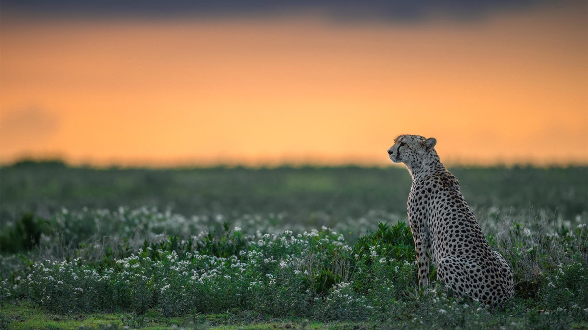 总决赛预演?福克斯里程碑与太阳压制掘金的双重信号