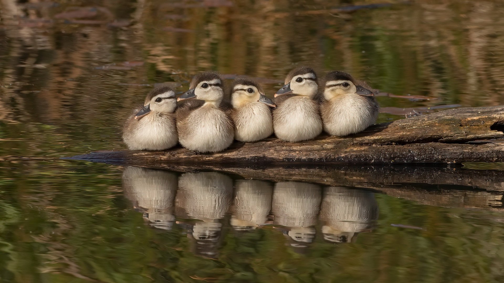 基米希补时绝杀定乾坤,阿根廷攻击波连续得分压制塞维利亚