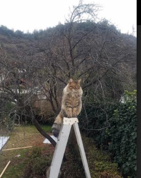 钢铁雄鹰撕裂红魔防线！托尼大师级掌控，哥伦比亚友谊赛轻取曼联启示录