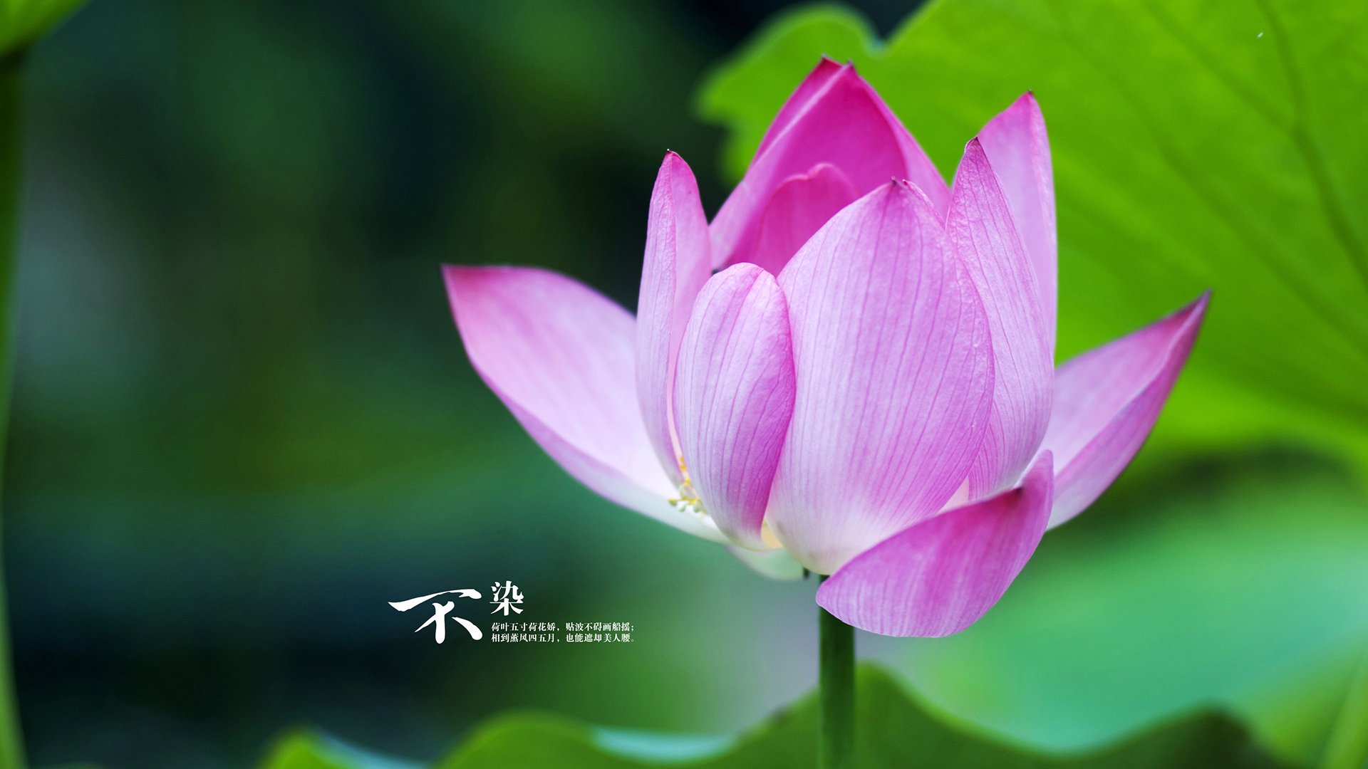 字母哥如火箭升空强行升维，深圳长城在极限冲击下决绝崩塌