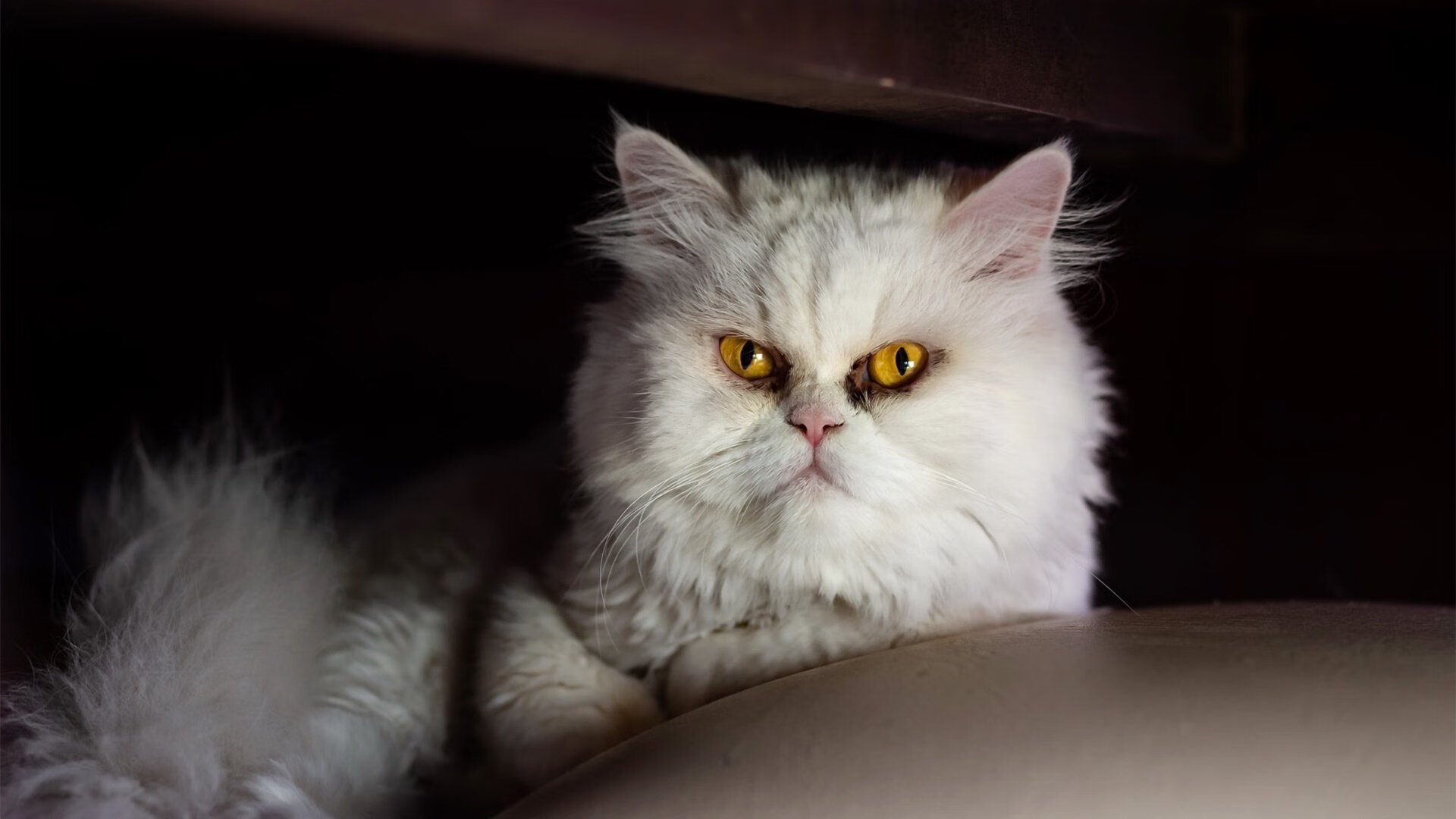 钢铁绞索下的寂静，霍勒迪如何让欧冠淘汰赛之夜失声