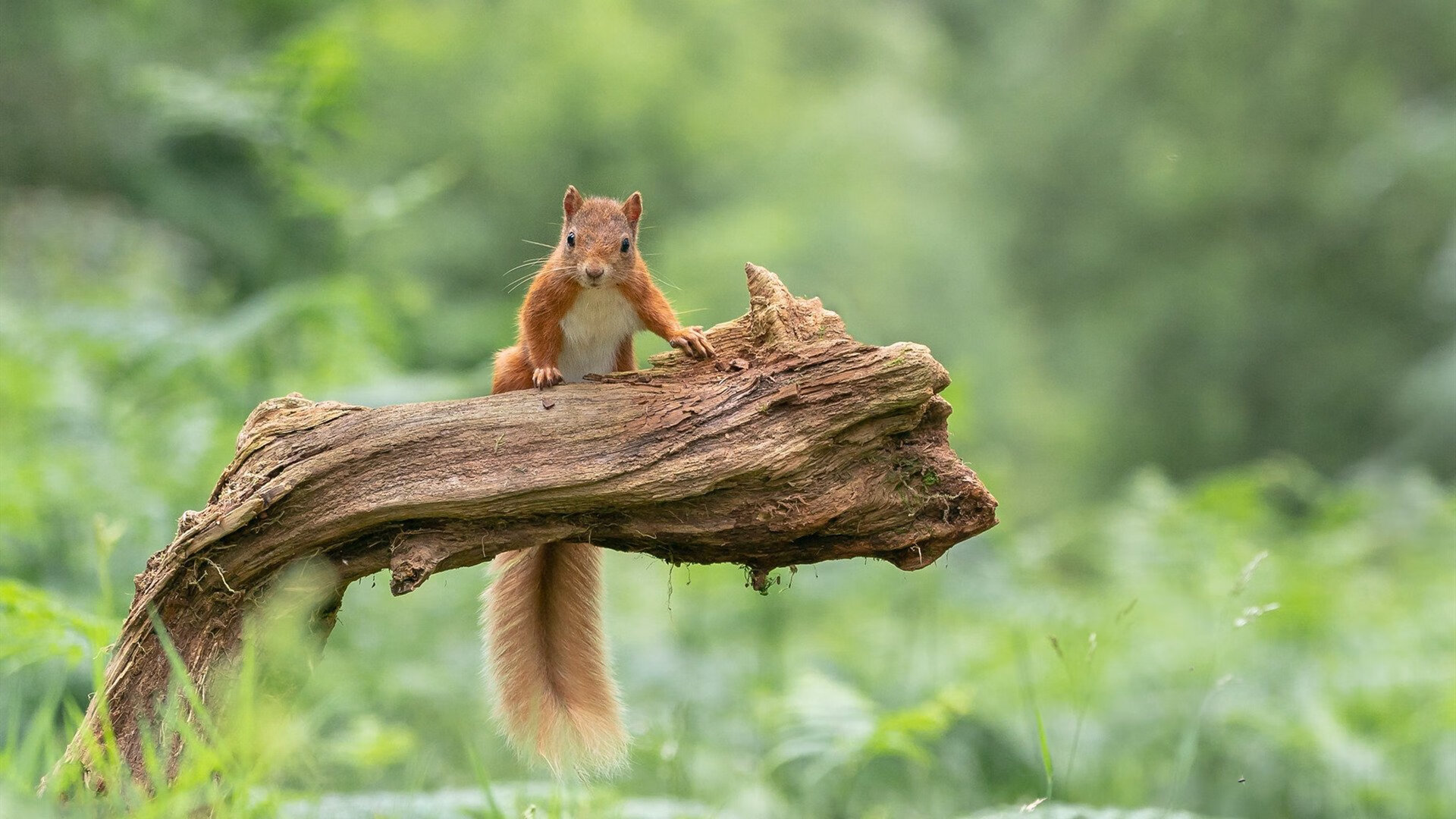 当教科书撕碎维京战吼，一场关于唯一的足球解构