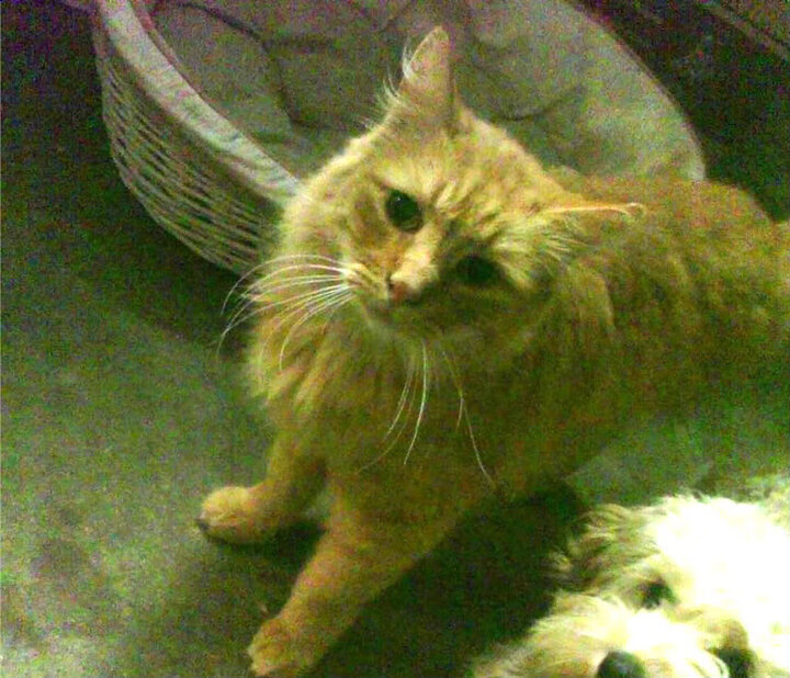 雷火电竞亚洲先驱-历史重写前夜，2035年解密2025西决，莫兰特那次「漏洞级横扫」如何永久修改了篮球基因