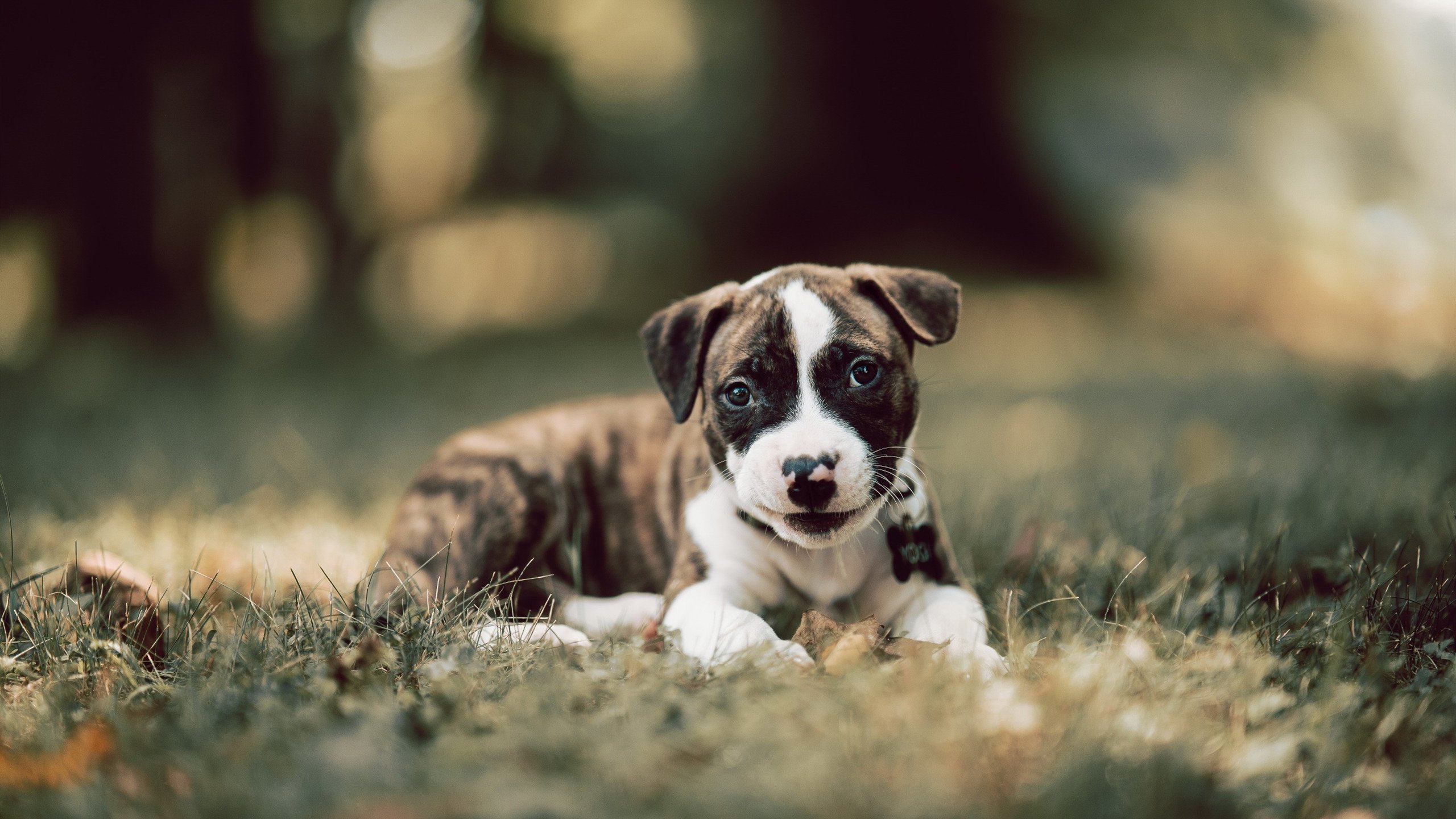 雷火电竞app-绿茵变局，喀麦隆铁骑踏破旧秩序，阿什拉夫在西甲德比宣告新王当立