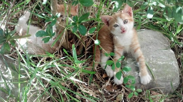 街道的两种时速，步行者死战破鹈鹕，霍勒迪在引擎轰鸣中接管赛道