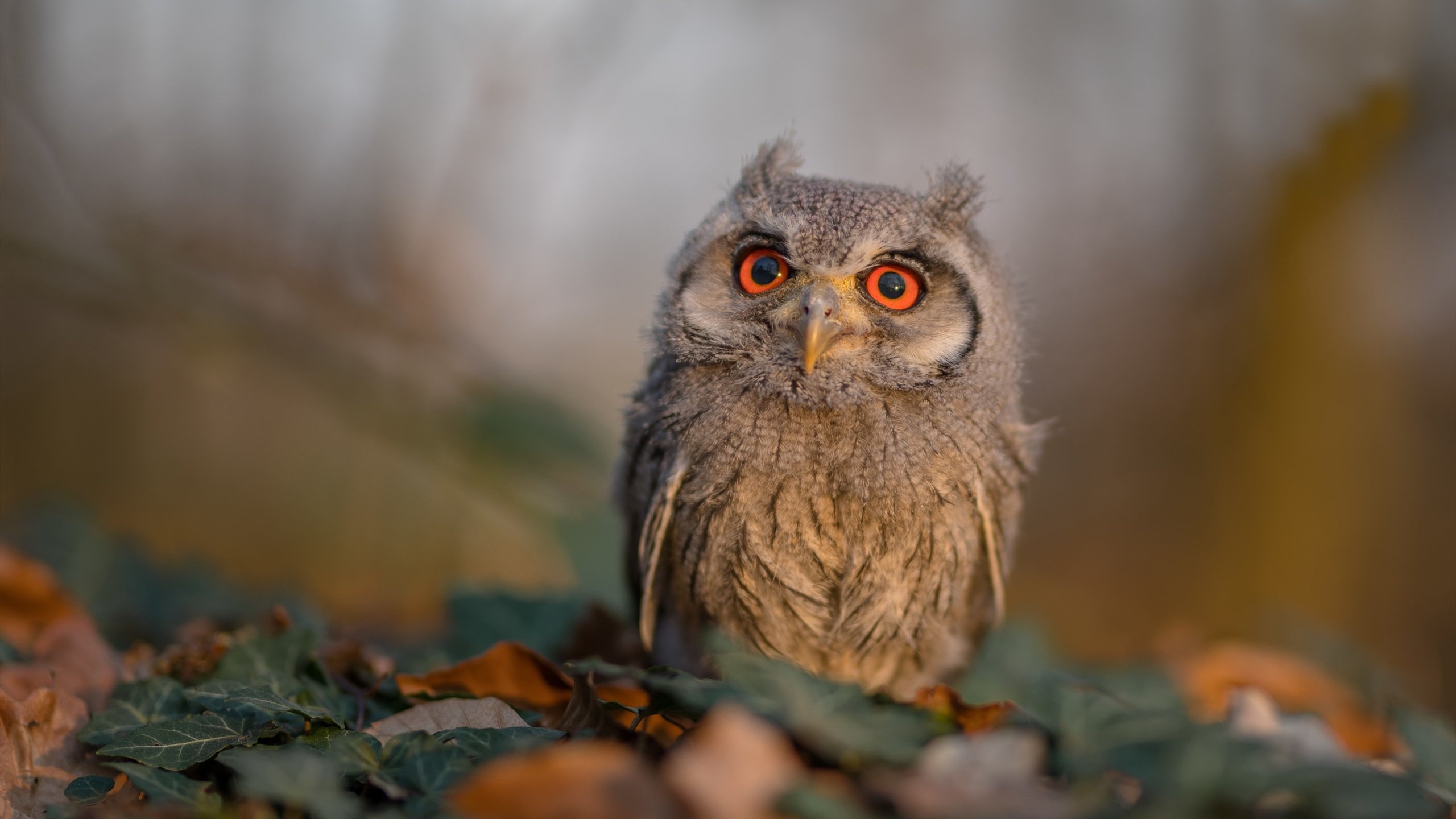 平行宇宙的利拉德时刻，当山西队穿过马刺，舞台的引力